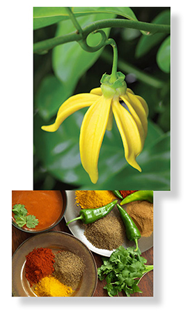 ingredients by nature